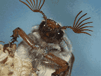 Cockchafer Beetle